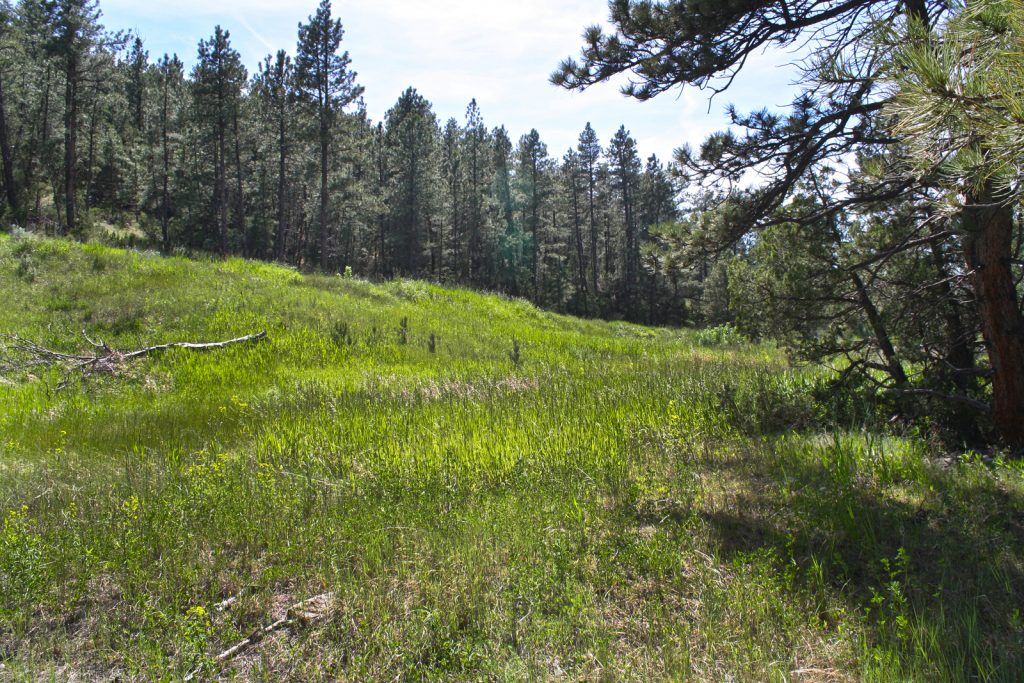 Yellowstone-River-land-for-sale-Columbus-MT5